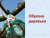 Обрезка деревьев - Вся Беларусь - 263392 - Доска объявлений Kupika.by - Фото 5