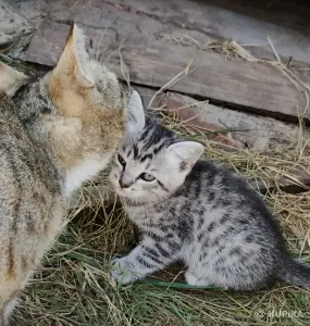 Кошкины детки