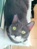 Кошки - Кошка Шани - и умная и красивая - Вся Беларусь - Фото 4 Кошка Шани - и умная и красивая - Вся Беларусь - 263301 - Доска объявлений Kupika.by - Фото 4