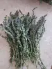Продукты питания - Иссоп лекарственный - Вся Беларусь - Фото 2 Иссоп лекарственный - Вся Беларусь - 263089 - Доска объявлений Kupika.by - Фото 2