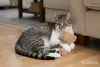 Умный и добрый кот Ромка в дар - Вся Беларусь - 263243 - Доска объявлений Kupika.by - Фото 2
