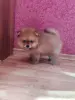 Собаки - Девочка померанский шпиц - Вся Беларусь - Фото 8 Девочка померанский шпиц - Вся Беларусь - 262510 - Доска объявлений Kupika.by - Фото 8
