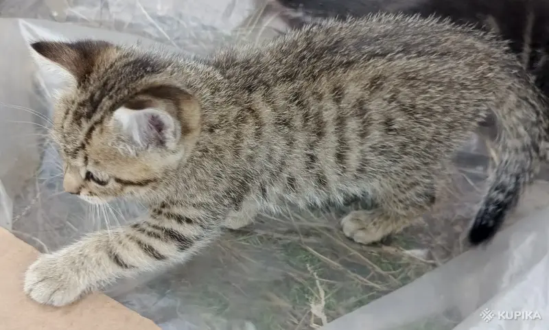 Кошки - Счастье в дом. котенок - Вся Беларусь - Фото 6 Счастье в дом. котенок - Вся Беларусь - 261304 - Доска объявлений Kupika.by - Фото 6