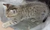 Кошки - Счастье в дом. котенок - Вся Беларусь - Фото 6 Счастье в дом. котенок - Вся Беларусь - 261304 - Доска объявлений Kupika.by - Фото 6