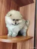Мальчик померанского шпица - Вся Беларусь - 262367 - Доска объявлений Kupika.by - Фото 3