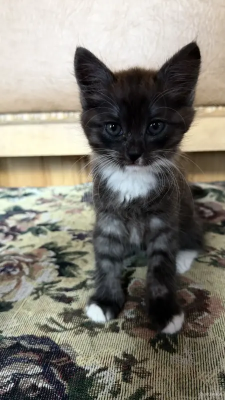 Кошки - Котёнок в добрые руки - Вся Беларусь - Фото 2 Котёнок в добрые руки - Вся Беларусь - 262409 - Доска объявлений Kupika.by - Фото 2