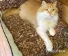Кошки - Нужна помощь! Коты ищут дом или передержку! Сос - Вся Беларусь Нужна помощь! Коты ищут дом или передержку! Сос - Вся Беларусь - 261796 - Доска объявлений Kupika.by