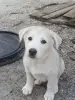 Собаки - Щенки - Вся Беларусь Щенки - Вся Беларусь - 261042 - Доска объявлений Kupika.by