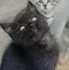 Кошки - Счастье в дом. котенок - Вся Беларусь - Фото 5 Счастье в дом. котенок - Вся Беларусь - 261307 - Доска объявлений Kupika.by - Фото 5