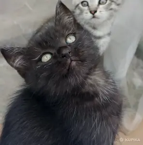 Счастье в дом. котенок