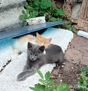4 чудесных котенка