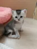 Шотландский малыш - Вся Беларусь - 260917 - Доска объявлений Kupika.by - Фото 3