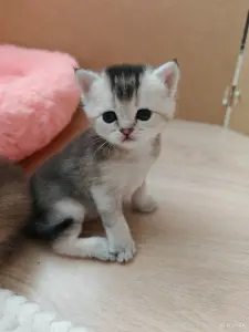 Шотландский малыш