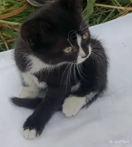 Кошкины детки