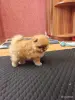Девочка померанского шпица - Вся Беларусь - 262368 - Доска объявлений Kupika.by - Фото 4