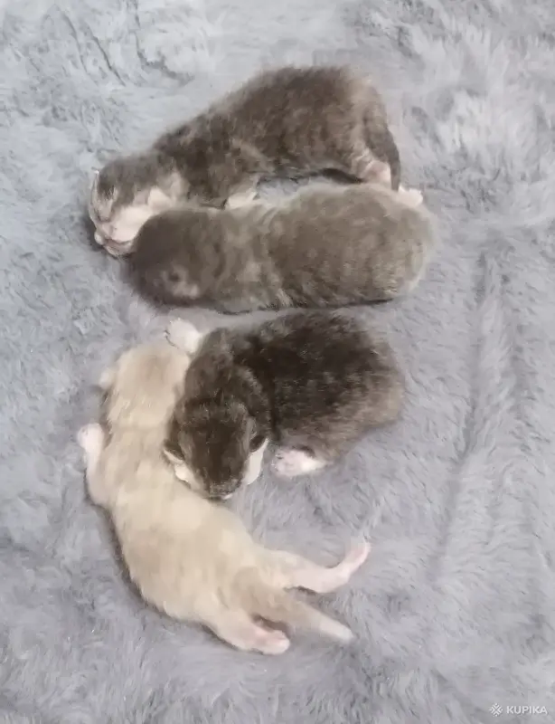 Кошки - Котята шотландские - Вся Беларусь Котята шотландские - Вся Беларусь - 262656 - Доска объявлений Kupika.by