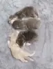 Кошки - Котята шотландские - Вся Беларусь Котята шотландские - Вся Беларусь - 262656 - Доска объявлений Kupika.by