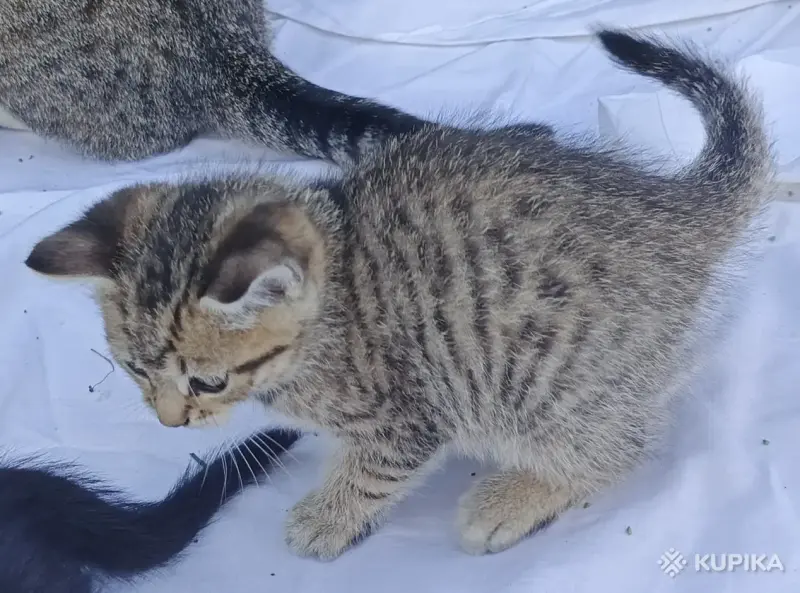 Кошкины детки - Городея - 261304 - Доска объявлений Kupika.by - Фото 6