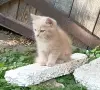 Кошки - 4 чудесных котенка - Вся Беларусь - Фото 2 4 чудесных котенка - Вся Беларусь - 263387 - Доска объявлений Kupika.by - Фото 2