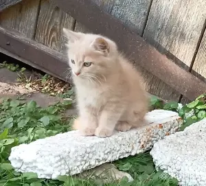 4 чудесных котенка