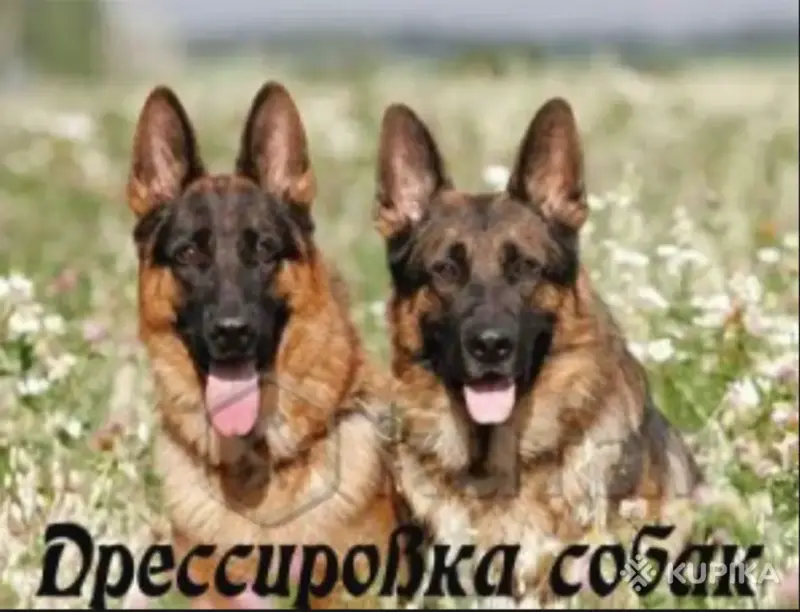 Дрессировка собак на дому