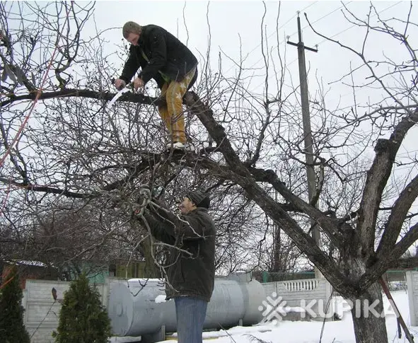 Обрезка деревьев - Вся Беларусь - 263392 - Доска объявлений Kupika.by - Фото 7