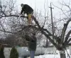 Обрезка деревьев - Вся Беларусь - 263392 - Доска объявлений Kupika.by - Фото 7