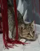 Кошечка подросток в дар - Вся Беларусь - 261160 - Доска объявлений Kupika.by - Фото 3
