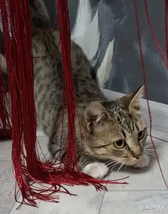 Кошечка подросток в дар