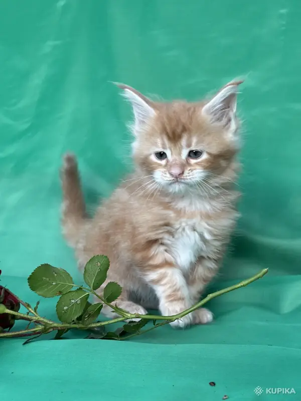 Кошки - Мейн-куны котята - Вся Беларусь - Фото 14 Мейн-куны котята - Вся Беларусь - 262506 - Доска объявлений Kupika.by - Фото 14