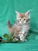 Кошки - Мейн-куны котята - Вся Беларусь - Фото 14 Мейн-куны котята - Вся Беларусь - 262506 - Доска объявлений Kupika.by - Фото 14
