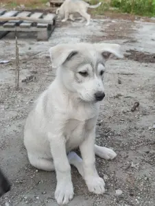 Щенки