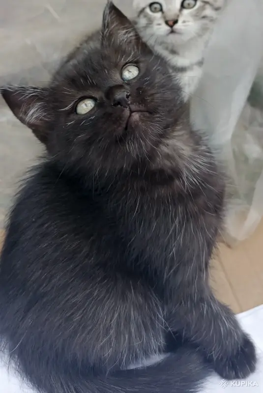 Кошкины детки