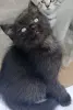 Кошки - Счастье в дом. котенок - Вся Беларусь Счастье в дом. котенок - Вся Беларусь - 261307 - Доска объявлений Kupika.by