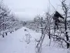 Обрезка деревьев - Вся Беларусь - 263392 - Доска объявлений Kupika.by - Фото 2