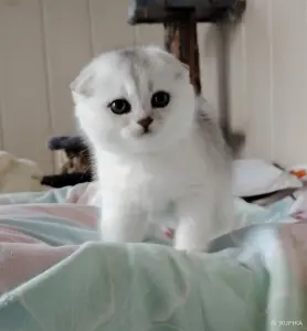 Шотландская кошечка, котенок.
