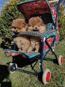 Померанский шпиц