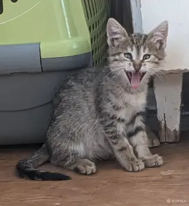 котенок