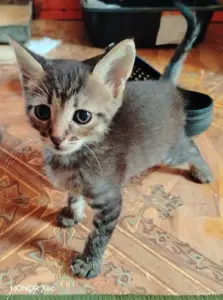 Милые Котята мальчики ищут свой дом.