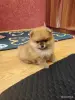Девочка померанского шпица - Вся Беларусь - 262368 - Доска объявлений Kupika.by