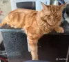 Котята-мейнкун - Вся Беларусь - 261034 - Доска объявлений Kupika.by - Фото 8