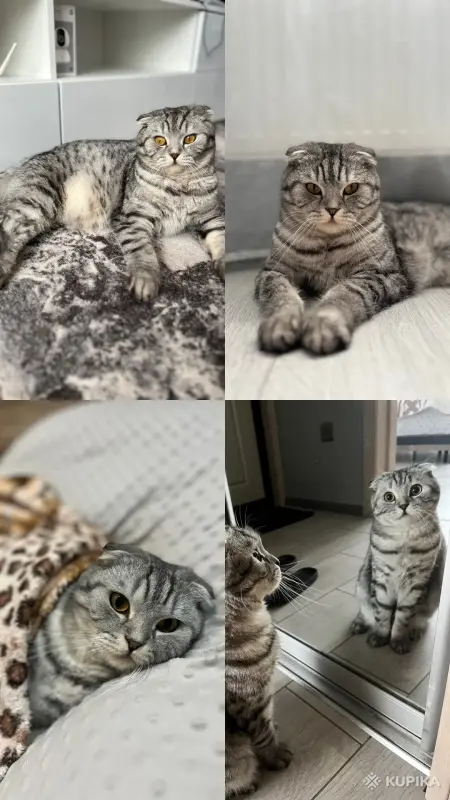 Кошки - Кот шотландец вислоухий - Вся Беларусь Кот шотландец вислоухий - Вся Беларусь - 263738 - Доска объявлений Kupika.by
