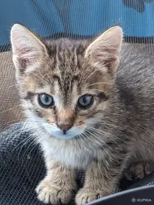 котенок