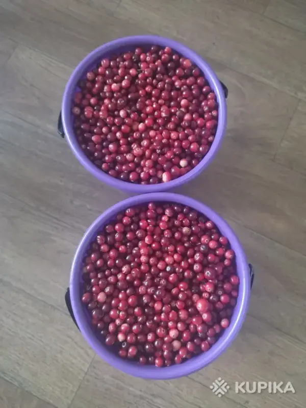 Продукты питания - Клюква - Вся Беларусь Клюква - Вся Беларусь - 262668 - Доска объявлений Kupika.by