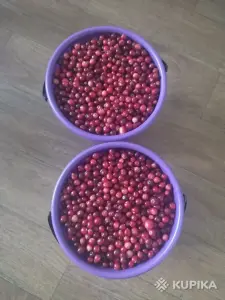 Клюква