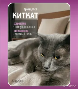 Киткат - серебряная принцесса