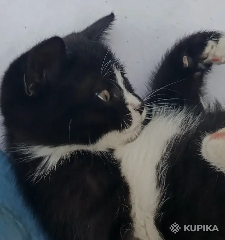 Кошки - Счастье в дом. котенок - Вся Беларусь - Фото 6 Счастье в дом. котенок - Вся Беларусь - 261305 - Доска объявлений Kupika.by - Фото 6