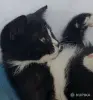 Кошки - Счастье в дом. котенок - Вся Беларусь - Фото 6 Счастье в дом. котенок - Вся Беларусь - 261305 - Доска объявлений Kupika.by - Фото 6