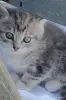 Кошкины детки - Городея - 261303 - Доска объявлений Kupika.by - Фото 2