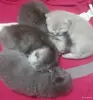 Котята шотландские вислоухие - Вся Беларусь - 263633 - Доска объявлений Kupika.by